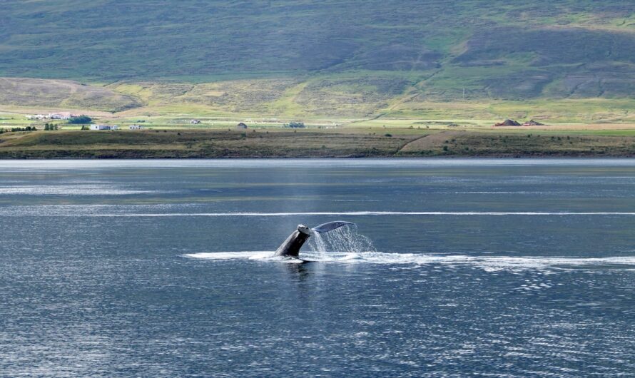 Whale Watching in Canadian Fjords: What to Expect