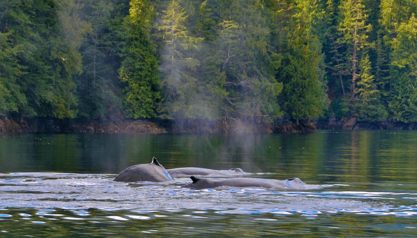 https://www.pexels.com/photo/humpback-whales-swimming-in-calm-forest-waters-36231427/