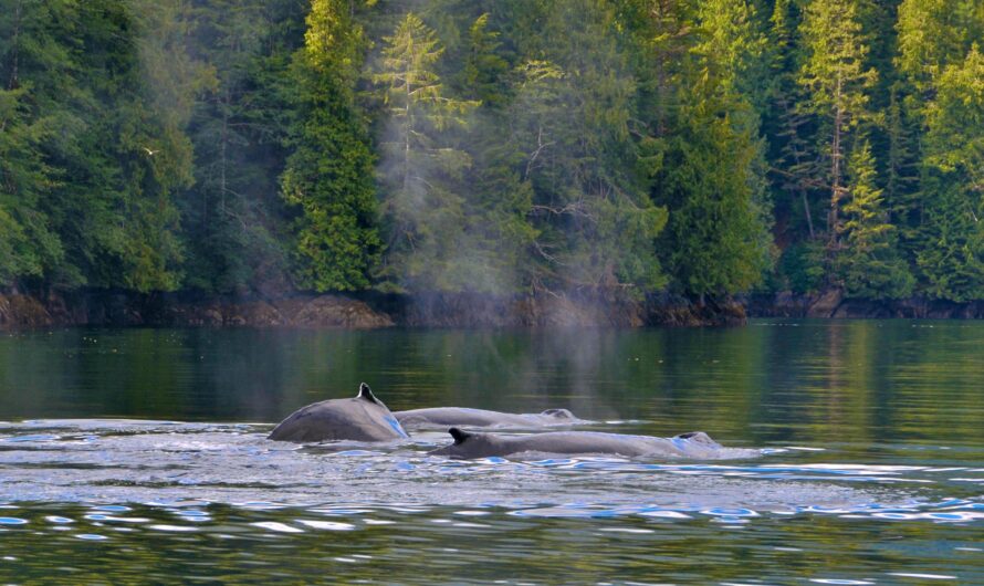 Wildlife You Might See While Kayaking in Fjords