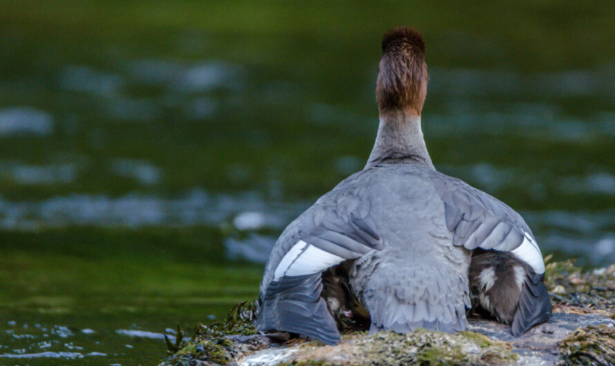Wildlife in Fjord Regions: What You Might See