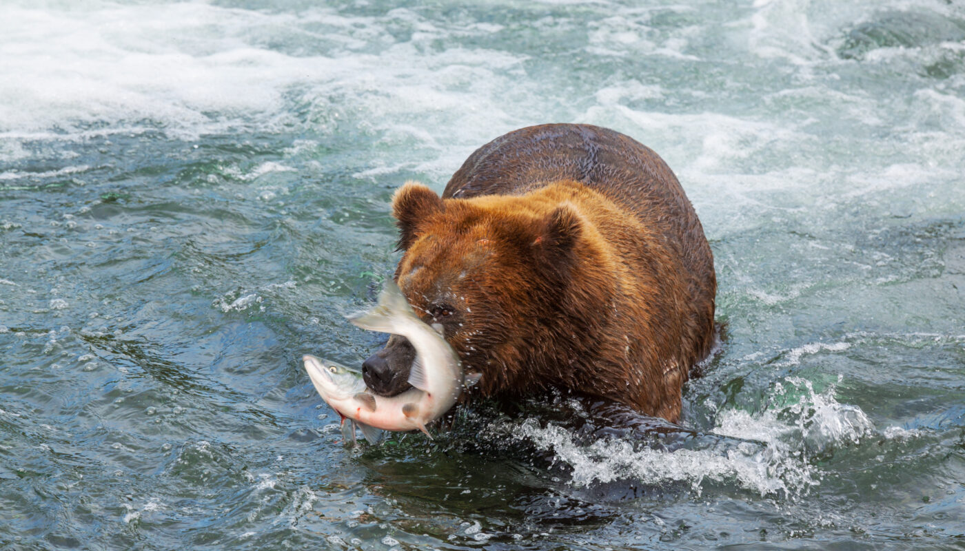 https://www.magnific.com/free-photo/bear-alaska_28944257.htm#fromView=search&page=1&position=40&uuid=0a89781b-15ce-416b-b915-2b4af9254667&track=ais_hybrid&query=Are+There+Bears+or+Dangerous+Animals+in+Fjord+Regions%3F