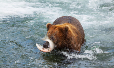 https://www.magnific.com/free-photo/bear-alaska_28944257.htm#fromView=search&page=1&position=40&uuid=0a89781b-15ce-416b-b915-2b4af9254667&track=ais_hybrid&query=Are+There+Bears+or+Dangerous+Animals+in+Fjord+Regions%3F